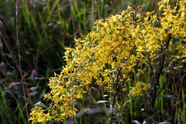 <b>Solidago virgaurea</b> Gewöhnliche Goldrute – Bild 3