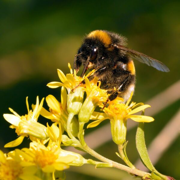 <b>Solidago virgaurea</b> Gewöhnliche Goldrute