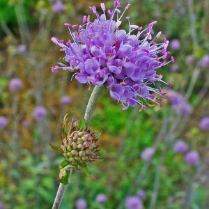 <b>Succisa pratensis</b> Gewöhnlicher Teufelsabbiss