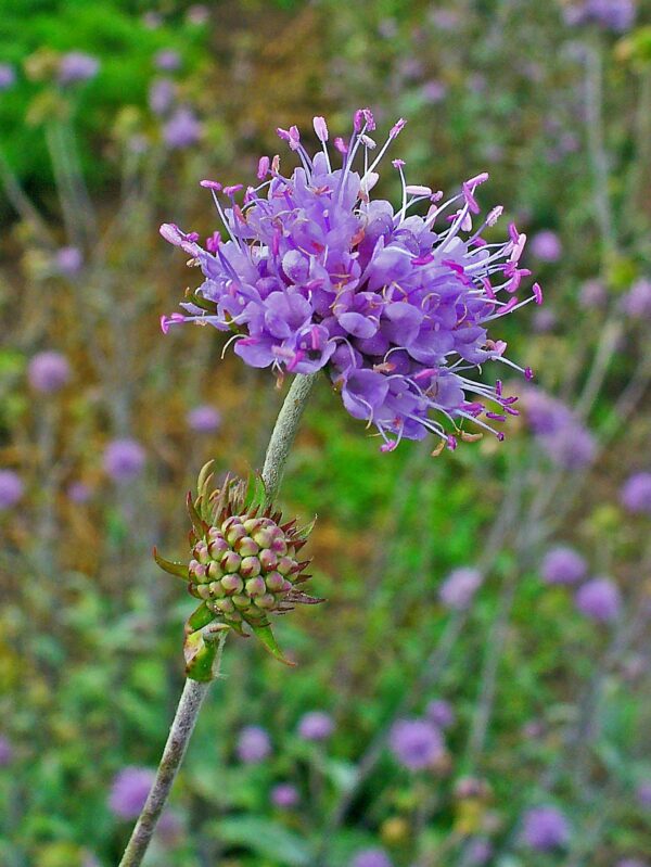 <b>Succisa pratensis</b> Gewöhnlicher Teufelsabbiss