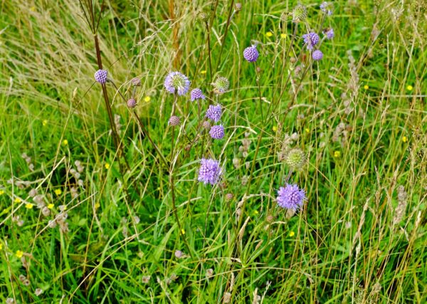 <b>Succisa pratensis</b> Gewöhnlicher Teufelsabbiss – Bild 2