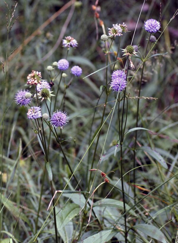<b>Succisa pratensis</b> Gewöhnlicher Teufelsabbiss – Bild 3