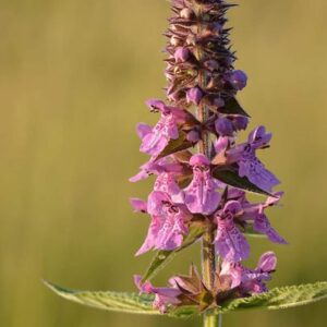 <b>Stachys palustris</b> Sumpf-Ziest