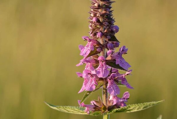 <b>Stachys palustris</b> Sumpf-Ziest