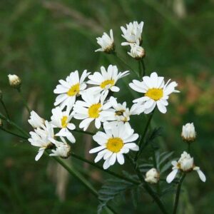 <b>Tanacetum corymbosum</b> Gewöhnliche Straußmargerite