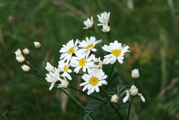 <b>Tanacetum corymbosum</b> Gewöhnliche Straußmargerite