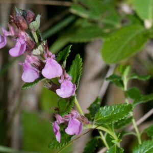 <b>Teucrium chamaedrys</b> Edel-Gamander
