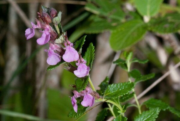 <b>Teucrium chamaedrys</b> Edel-Gamander