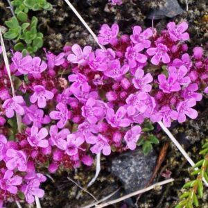 <b>Thymus praecox</b> Frühblühender Thymian