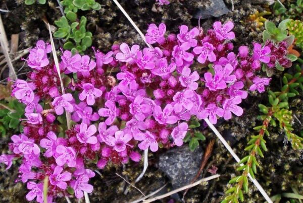 <b>Thymus praecox</b> Frühblühender Thymian