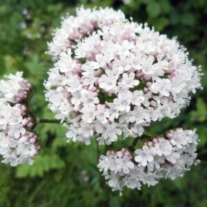 <b>Valeriana officinalis</b> Arznei-Baldrian