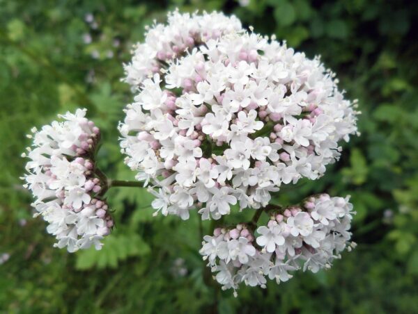 <b>Valeriana officinalis</b> Arznei-Baldrian