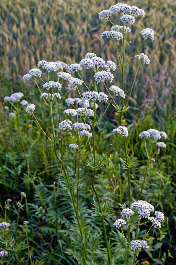 <b>Valeriana officinalis</b> Arznei-Baldrian – Bild 2