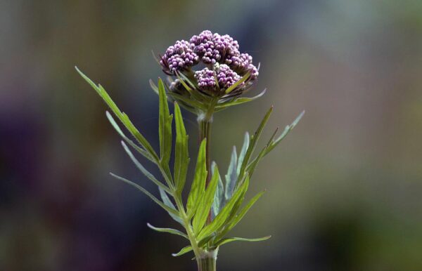 <b>Valeriana officinalis</b> Arznei-Baldrian – Bild 3