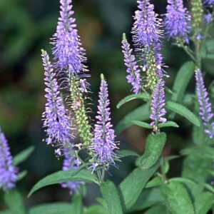 <b>Veronica maritima</b> Strand-Ehrenpreis
