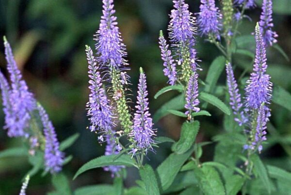 <b>Veronica maritima</b> Strand-Ehrenpreis