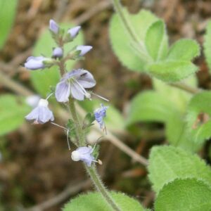 <b>Veronica officinalis</b> Echter Ehrenpreis