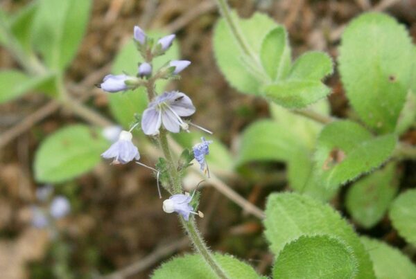 <b>Veronica officinalis</b> Echter Ehrenpreis