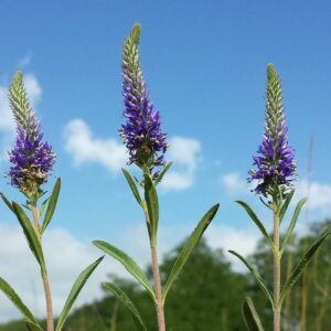 <b>Veronica Spicata</b> Ähren-Ehrenpreis