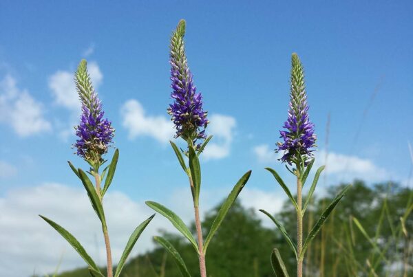 <b>Veronica Spicata</b> Ähren-Ehrenpreis