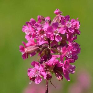 <b>Viscaria vulgaris</b> Gewöhnliche Pechnelke