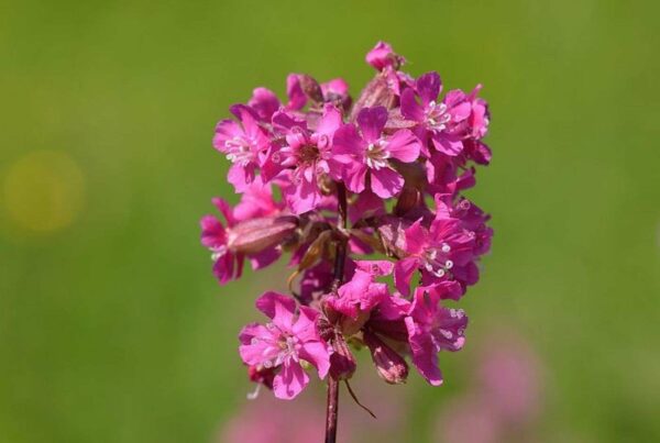 <b>Viscaria vulgaris</b> Gewöhnliche Pechnelke
