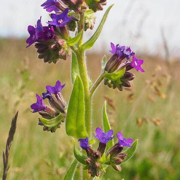 <b>Anchusa officinalis</b> Gemeine Ochsenzunge