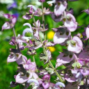 <b>Salvia sclarea</b> Muskateller-Salbei