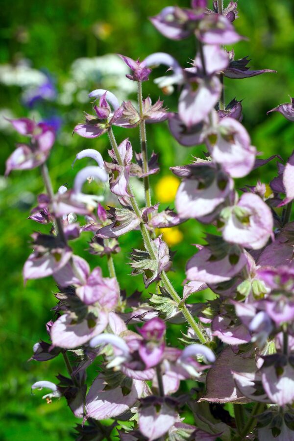 <b>Salvia sclarea</b> Muskateller-Salbei
