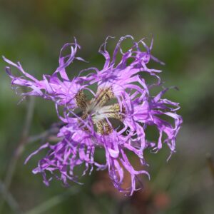<b>Dianthus superbus</b> Pracht-Nelke