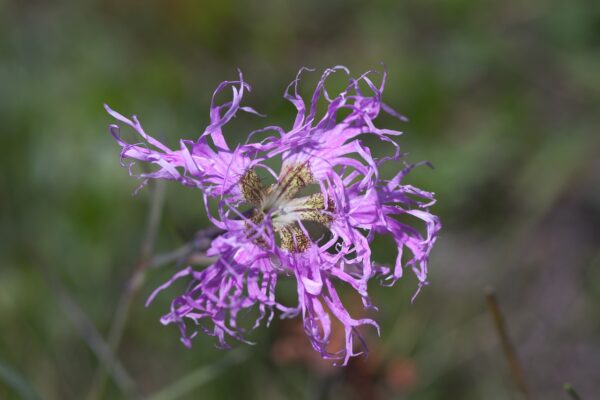 <b>Dianthus superbus</b> Pracht-Nelke