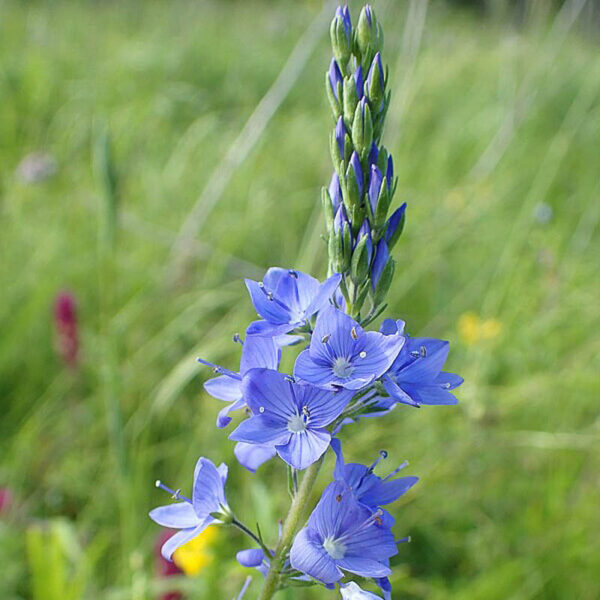<b>Veronica teucrium</b> Großer Ehrenpreis