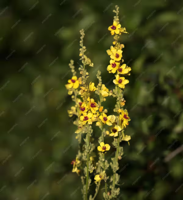 <b>verbascum nigrum</b> Schwarze Königskerze