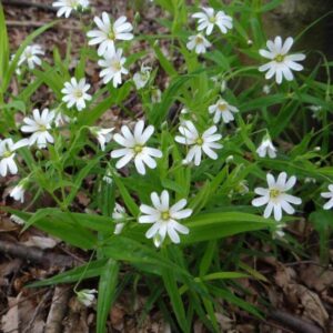 <b>stellaria holostea</b> Große Sternmiere