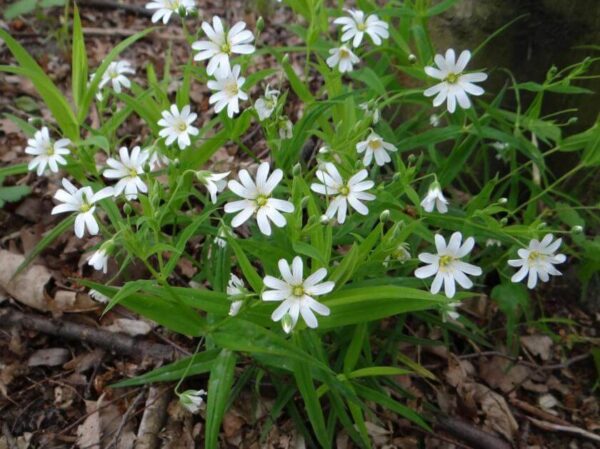 <b>stellaria holostea</b> Große Sternmiere