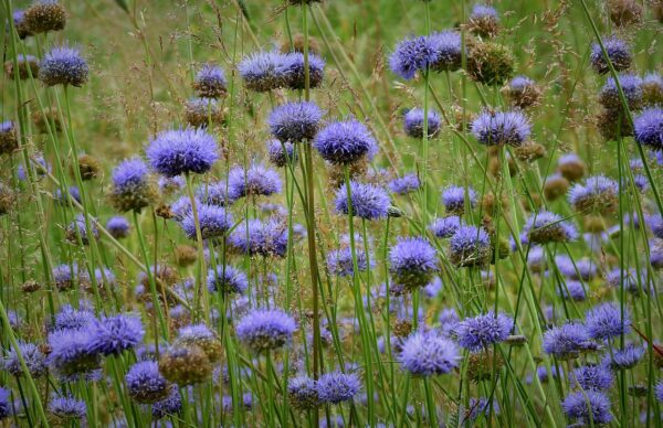 <b>jasione montana</b> Berg-Sandglöckchen – Bild 3