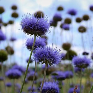 <b>jasione montana</b> Berg-Sandglöckchen