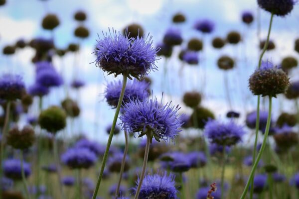 <b>jasione montana</b> Berg-Sandglöckchen