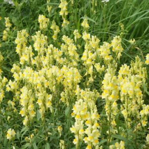 <b>Linaria vulgaris</b> Echtes Leinkraut