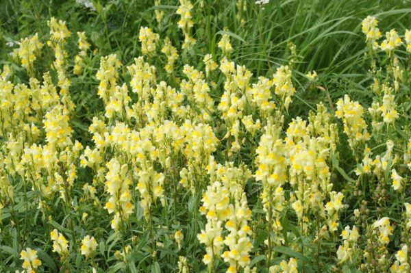 <b>Linaria vulgaris</b> Echtes Leinkraut