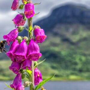 <b>Digitalis purpurea</b>Roter Fingerhut