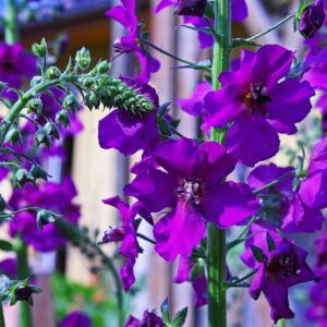 <b>Verbascum phoeniceum</b>Violette Königskerze