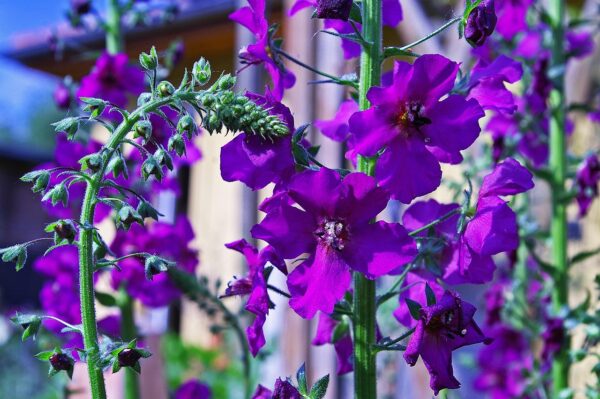 <b>Verbascum phoeniceum</b>Violette Königskerze