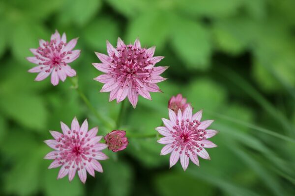 <b>Astrantia major 'Roma'</b>Sterndolde 'Roma' – Bild 3