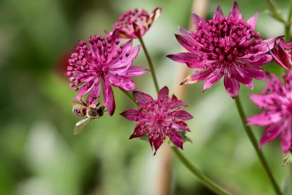 <b>Astrantia major 'Roma'</b>Sterndolde 'Roma'