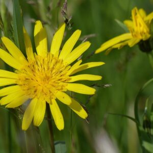 <b>Tragopogon pratensis</b>Wiesen-Bocksbart