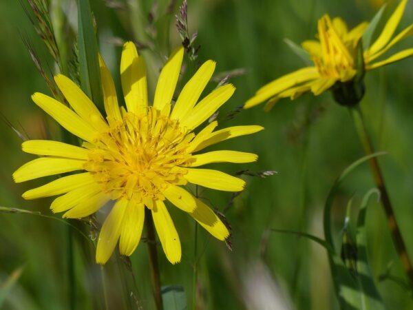 <b>Tragopogon pratensis</b>Wiesen-Bocksbart