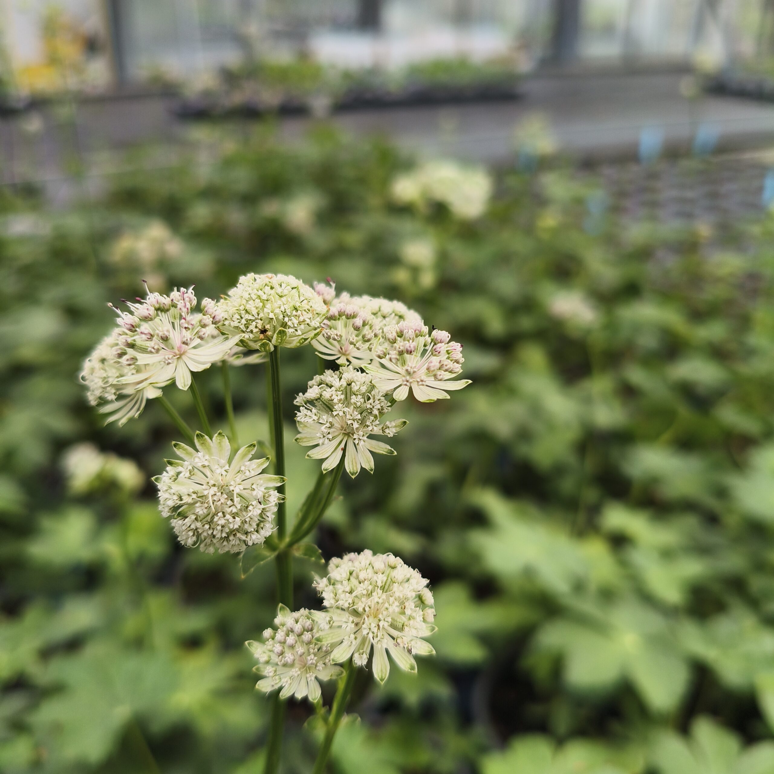 <b>Astrantia major</b> Große Sterndolde