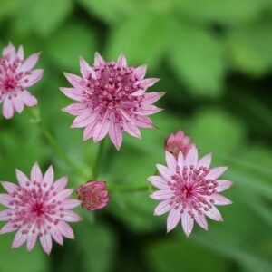 <b>Astrantia major</b> Große Sterndolde