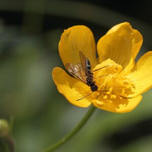 <b>Ranunculus bulbosus</b>Knolliger Hahnenfuß